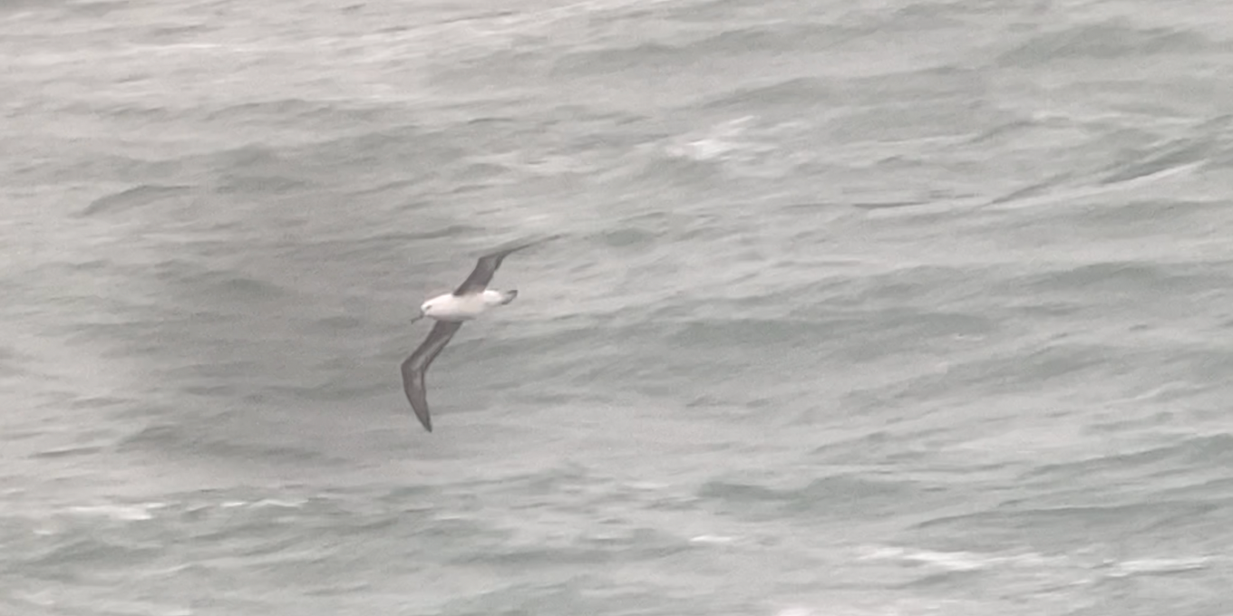 Un Albatros à la Pointe du Vivier : une rareté observée par Guillaume Bruneau